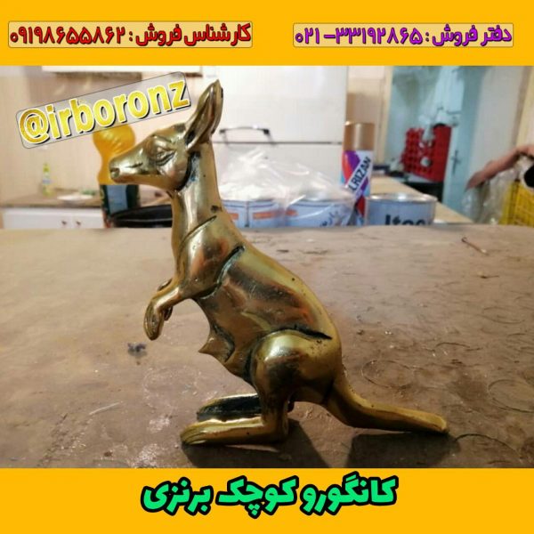 کانگورو کوچک برنزی